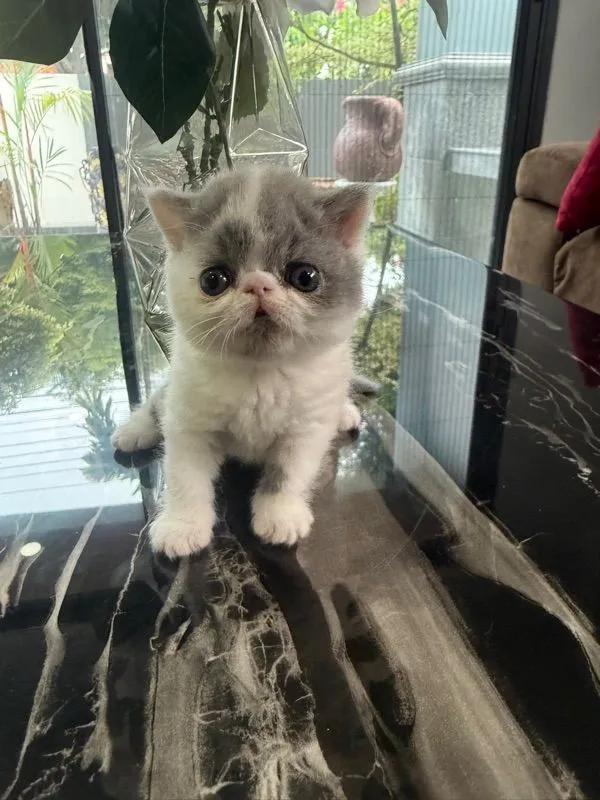 exotic shorthair