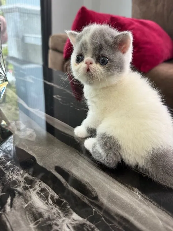 exotic shorthair