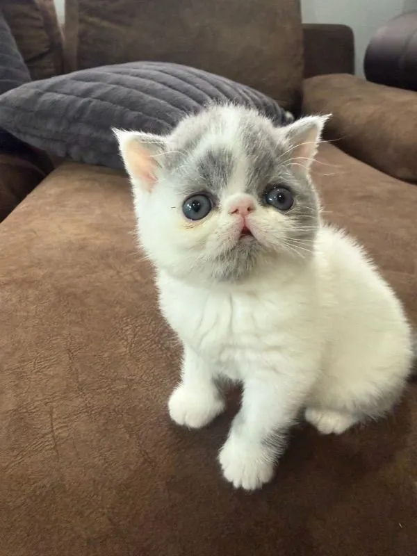 exotic shorthair