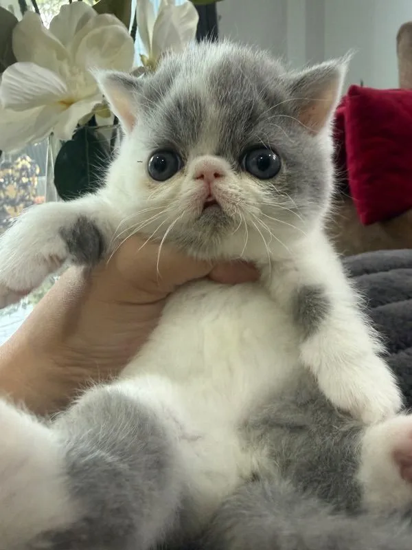 exotic shorthair