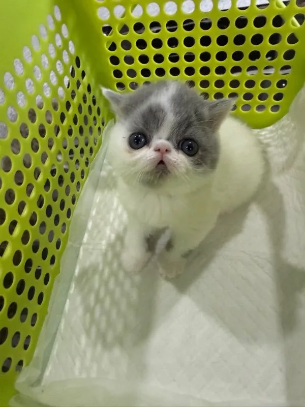 exotic shorthair