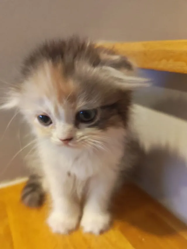 แมว Scottish Fold