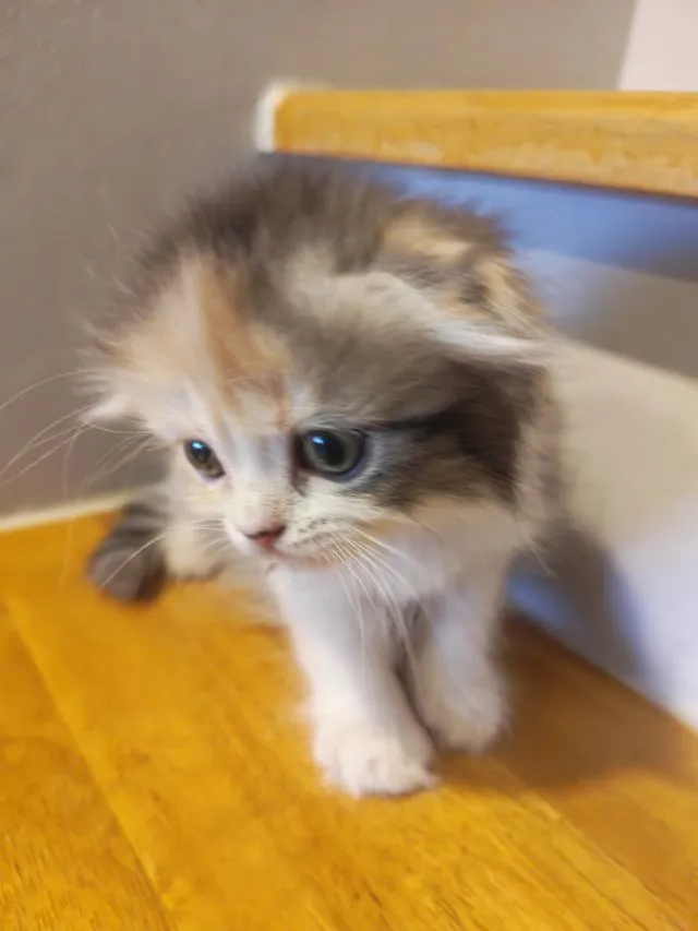 แมว Scottish Fold