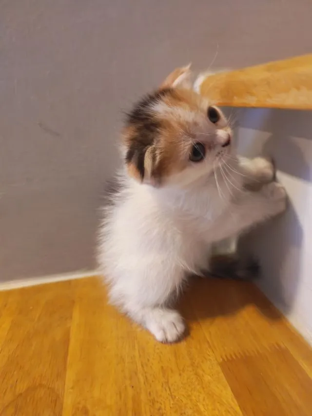 แมว Scottish Fold