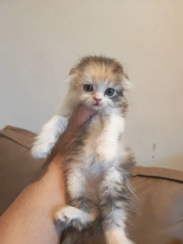 แมว Scottish Fold