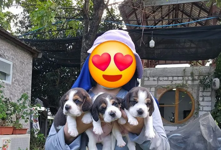 ลูกสุนัขบีเกิ้ล