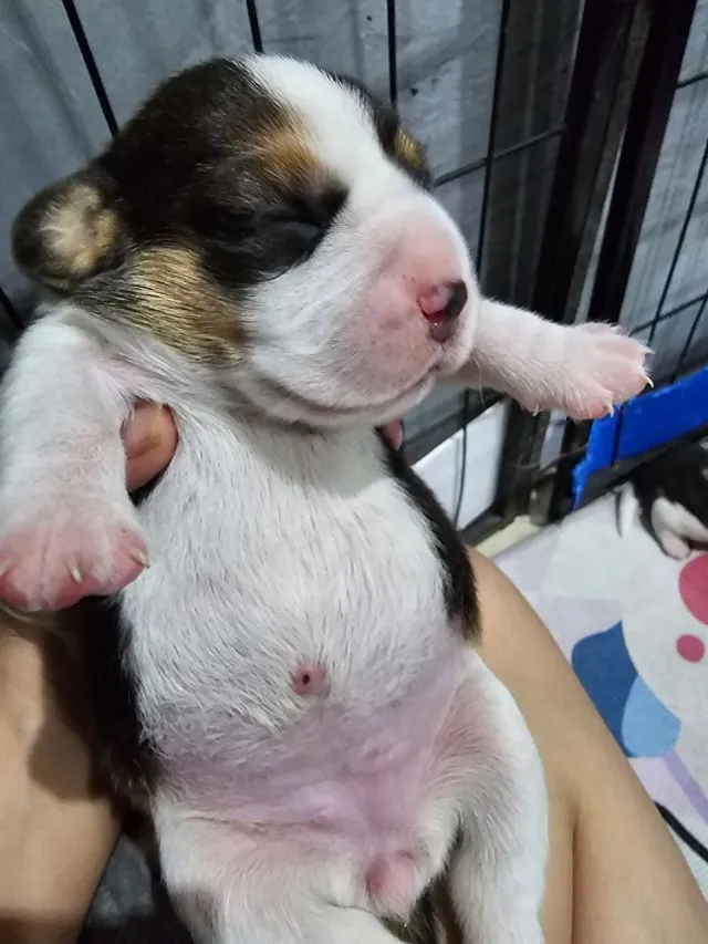 ลูกสุนัขบีเกิ้ล