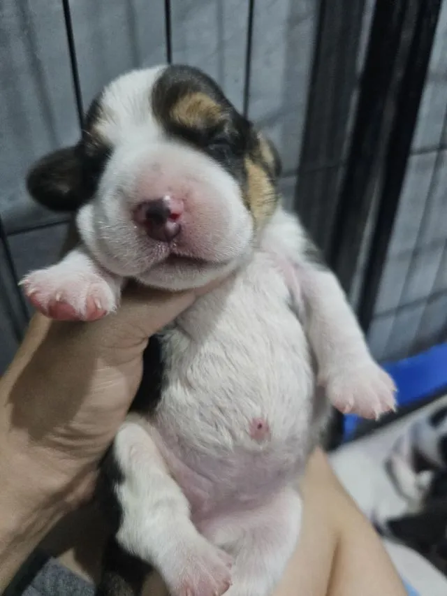 ลูกสุนัขบีเกิ้ล