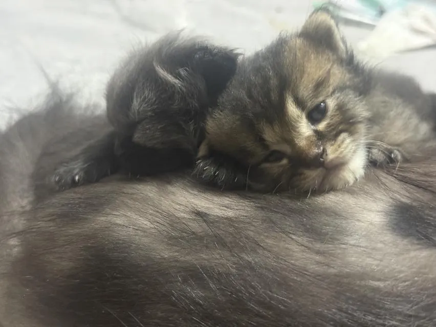 ลูกแมวเปอร์เซียนัดรับได้