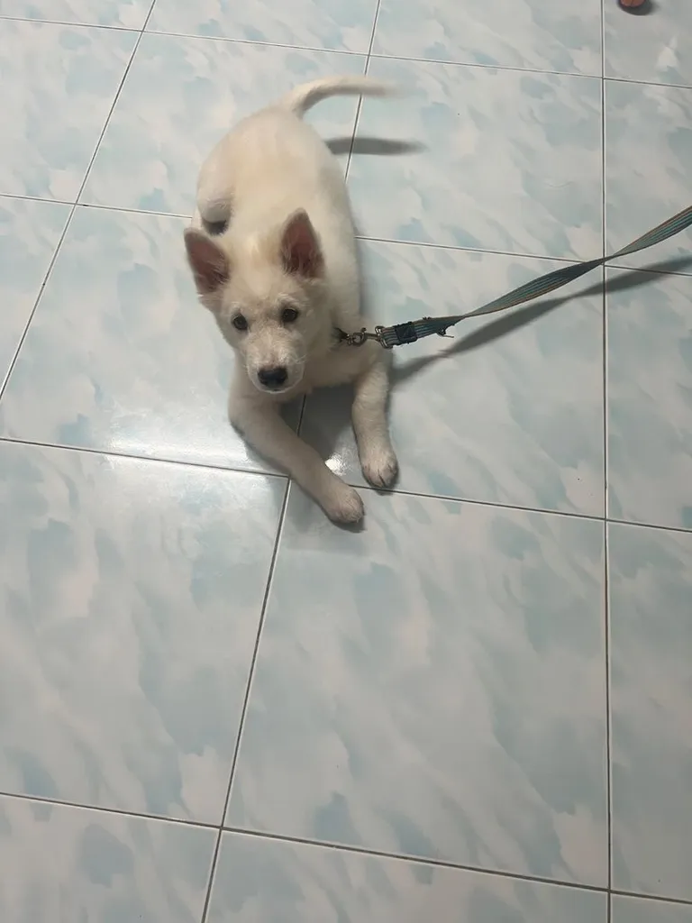 ลูกสุนัขบางแก้ว สีขาว