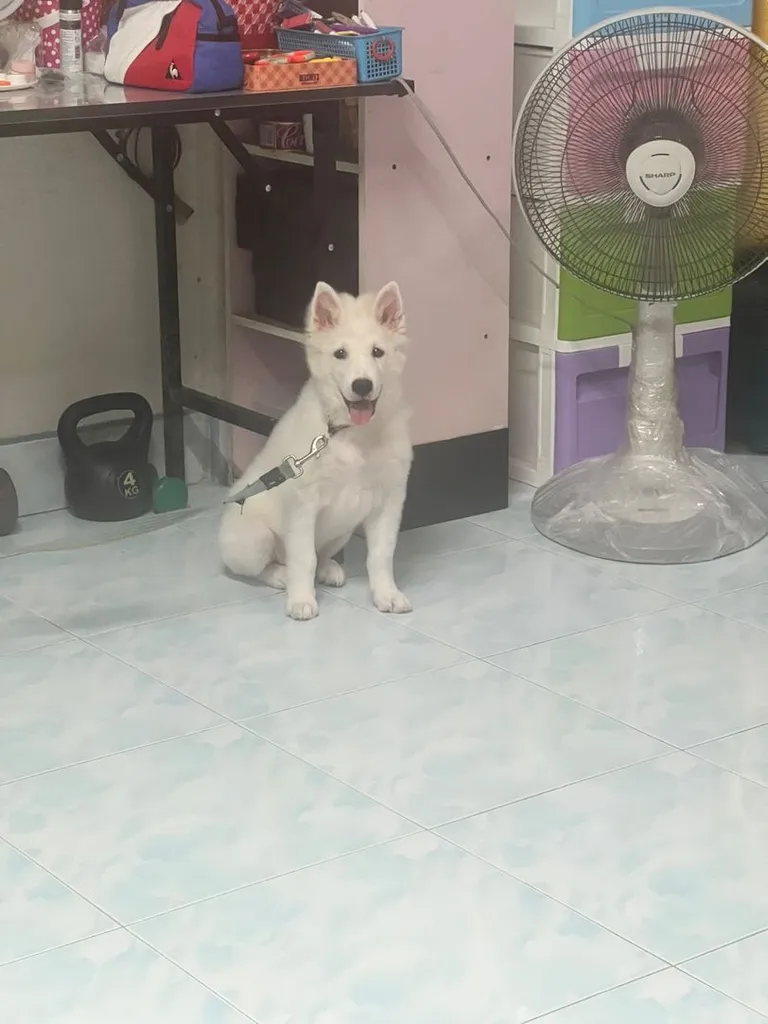 ลูกสุนัขบางแก้ว สีขาว
