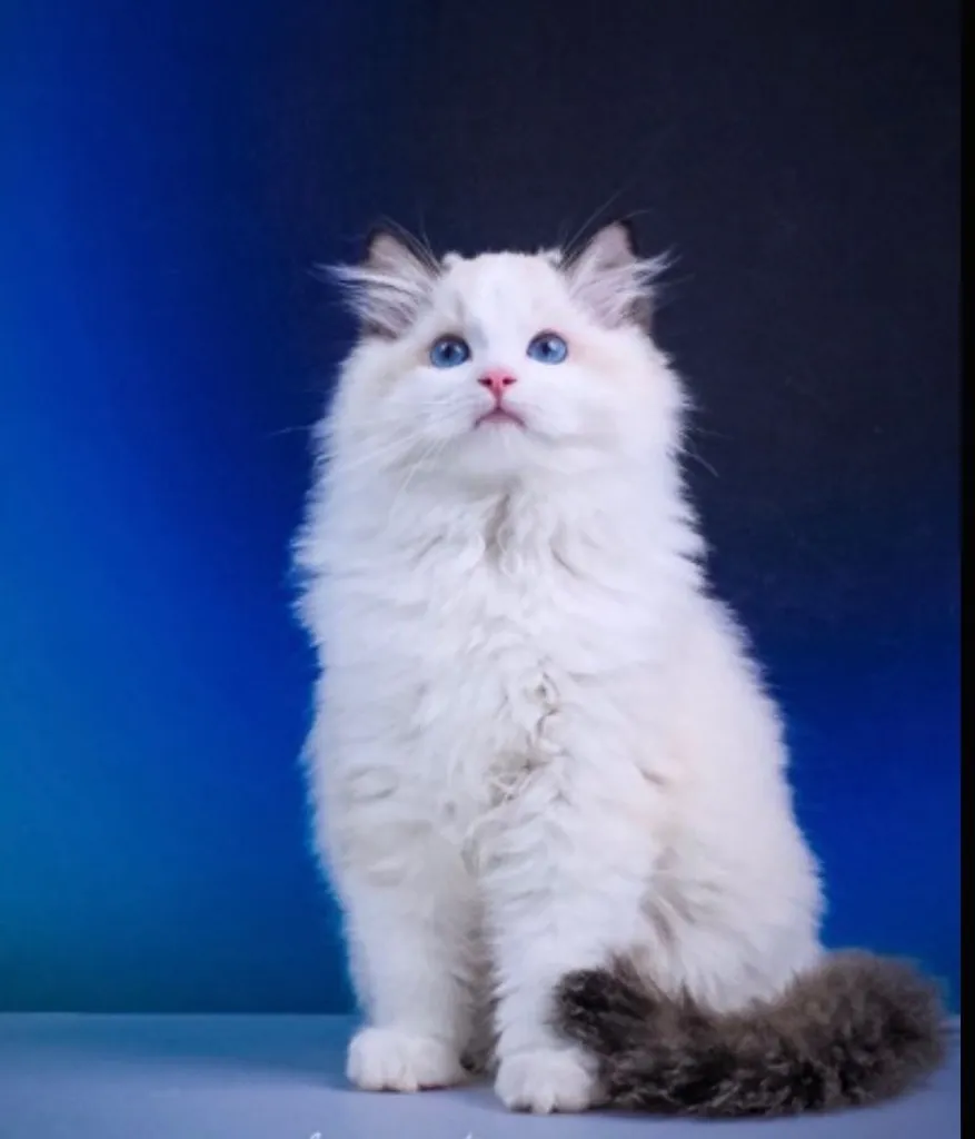 แมวแร็กดอลล์ (Ragdoll) อายุ4 เดือน