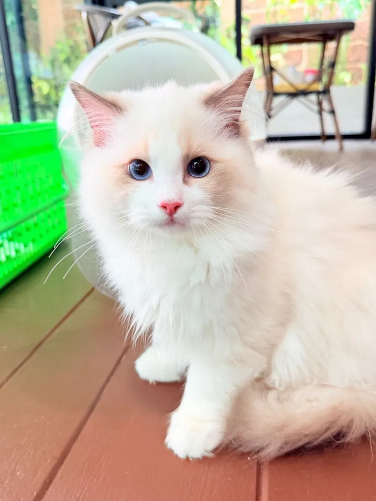 แมวแร็กดอลล์ (Ragdoll) อายุ4 เดือน