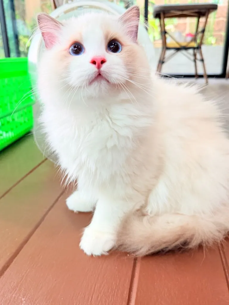 แมวแร็กดอลล์ (Ragdoll) อายุ4 เดือน