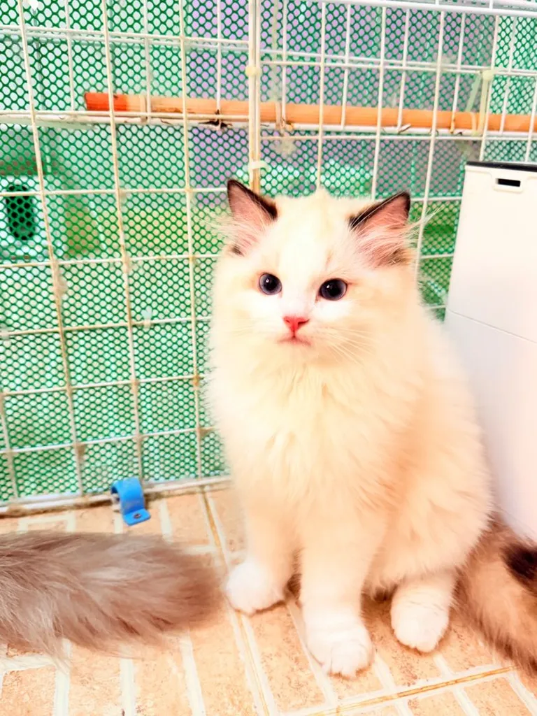 แมวแร็กดอลล์ (Ragdoll) อายุ4 เดือน