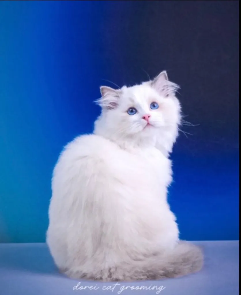 แมวแร็กดอลล์ (Ragdoll) อายุ4 เดือน