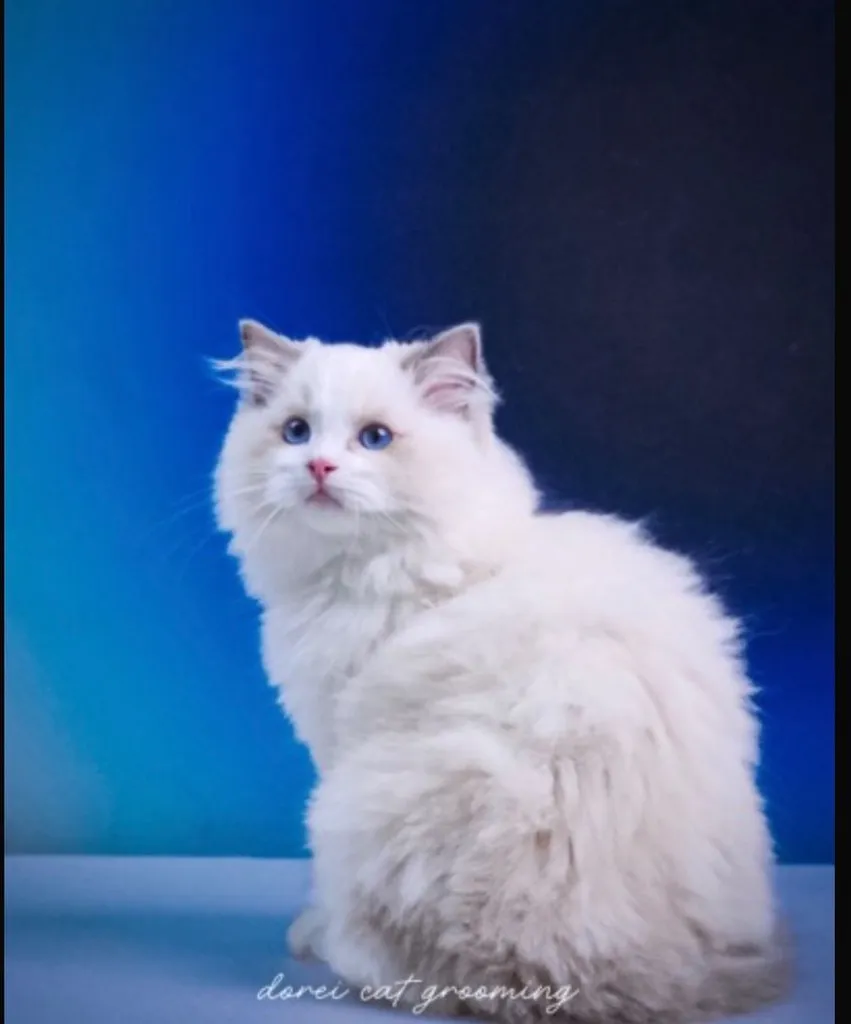 แมวแร็กดอลล์ (Ragdoll) อายุ4 เดือน