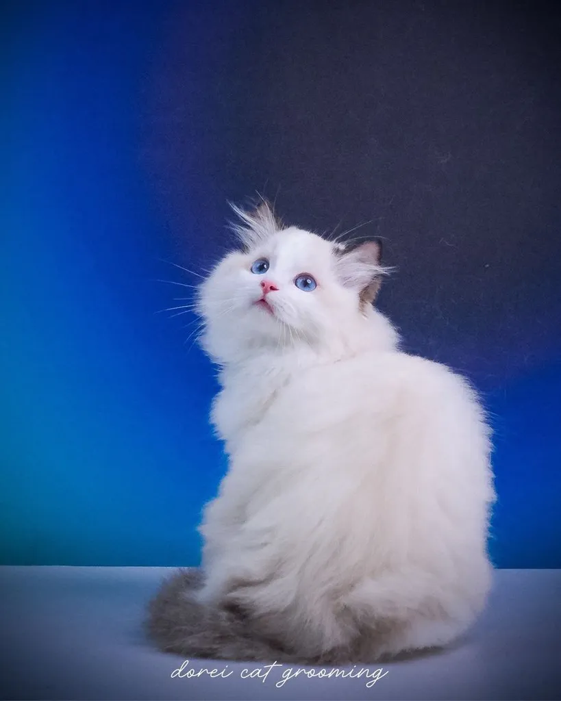 แมวแร็กดอลล์ (Ragdoll) อายุ4 เดือน