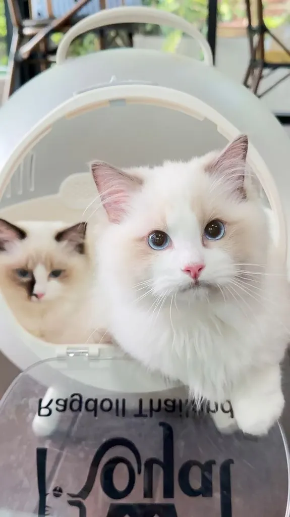แมวแร็กดอลล์ (Ragdoll) อายุ4 เดือน