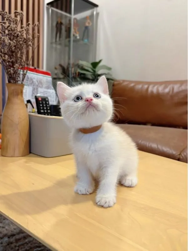 ลูกแมว Scottish Fold