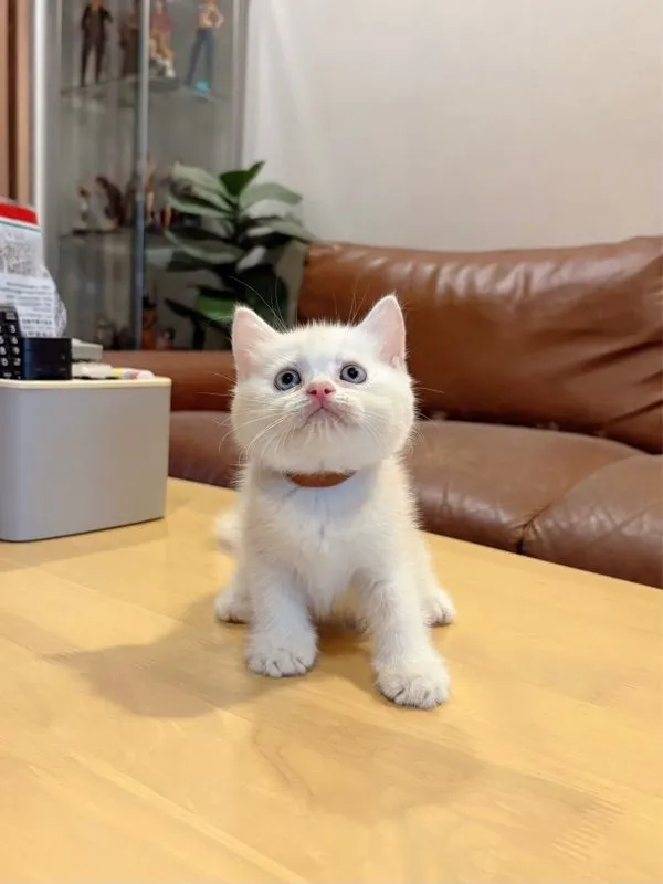 ลูกแมว Scottish Fold