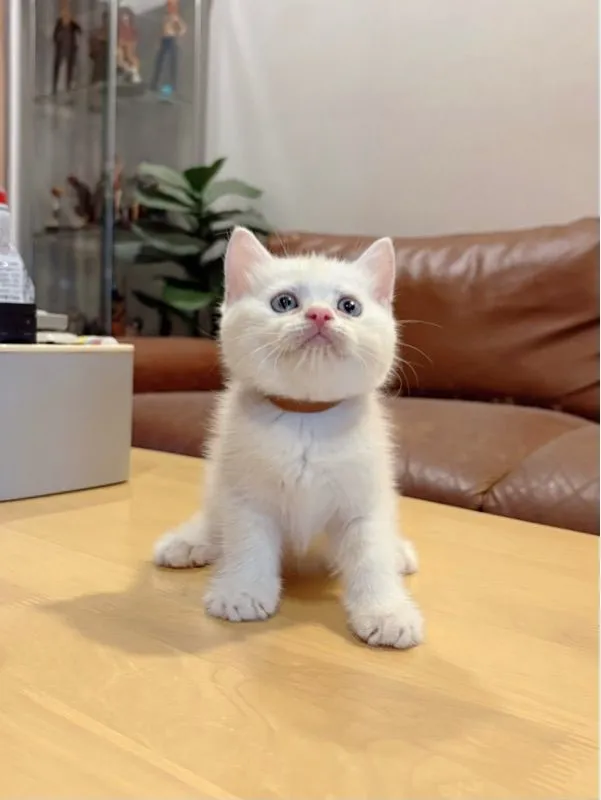 ลูกแมว Scottish Fold