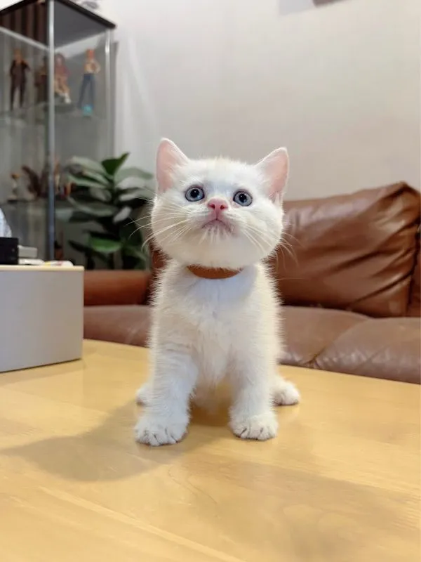 ลูกแมว Scottish Fold