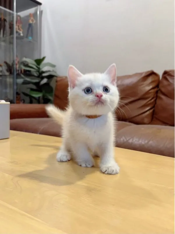 ลูกแมว Scottish Fold