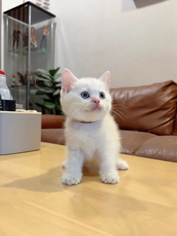 ลูกแมว Scottish Fold