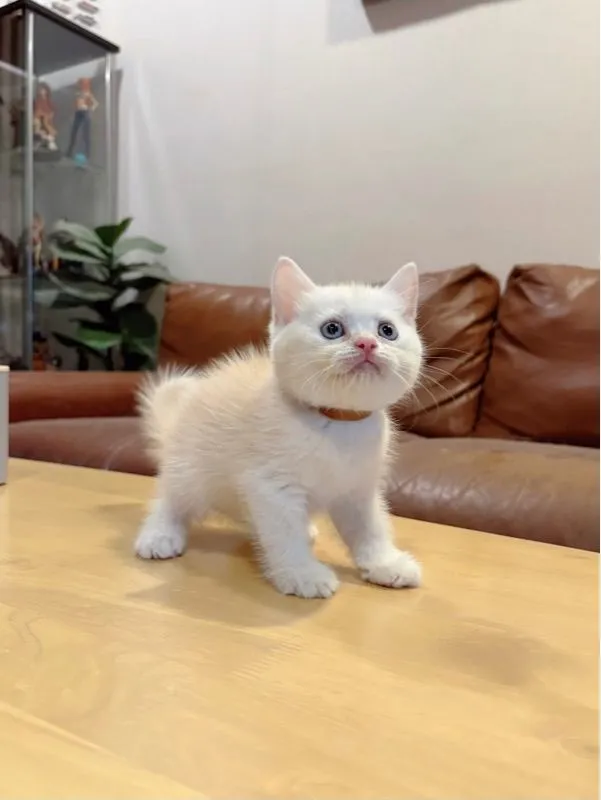 ลูกแมว Scottish Fold