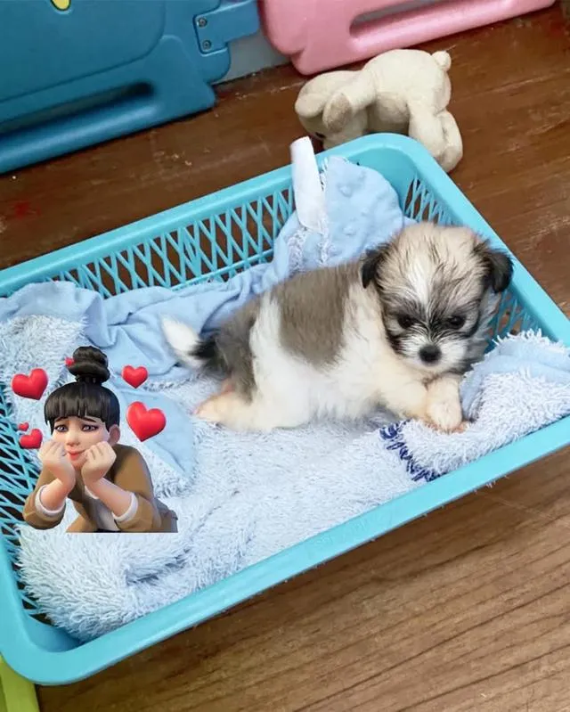 สุนัขหมาพันธิ์ผสมชิสสุปอม