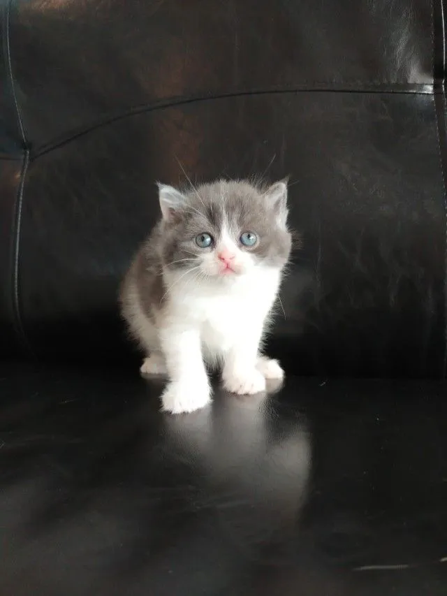 แมว scottish fold