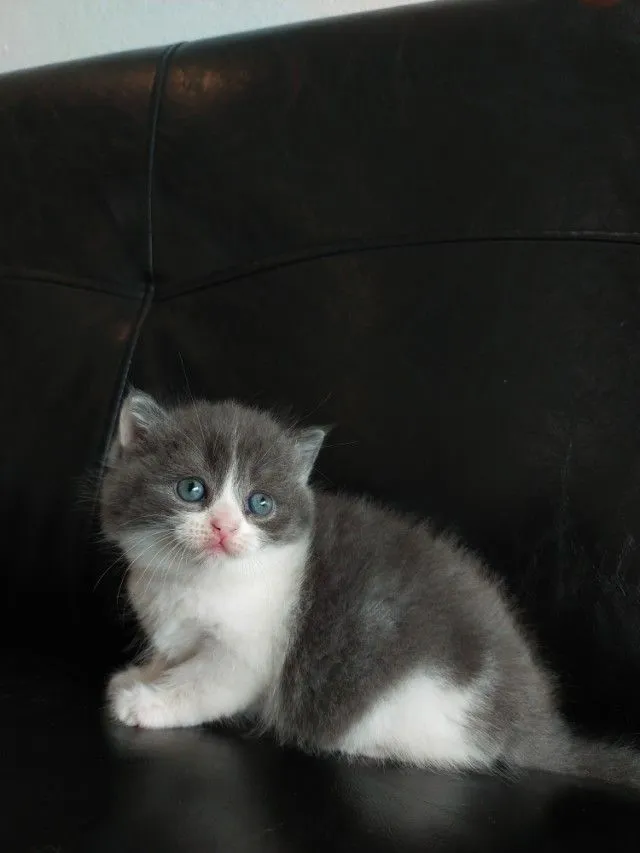 แมว scottish fold