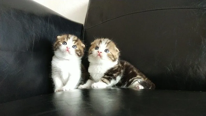 แมว scottish fold