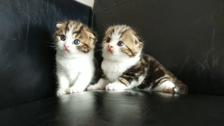 แมว scottish fold