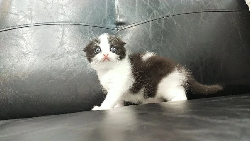 แมว scottish fold