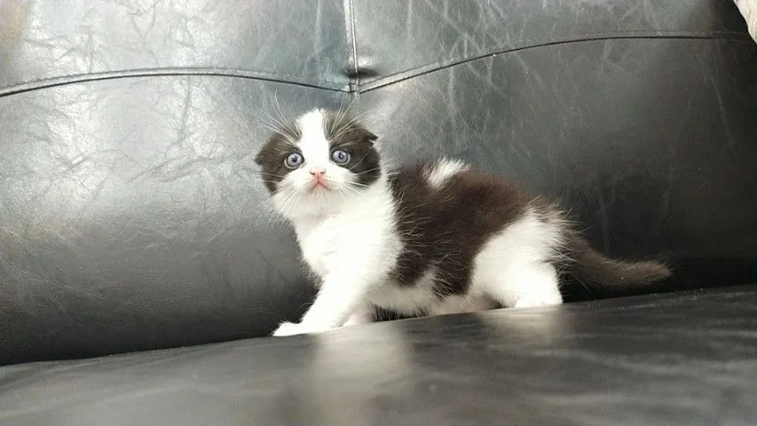 แมว scottish fold