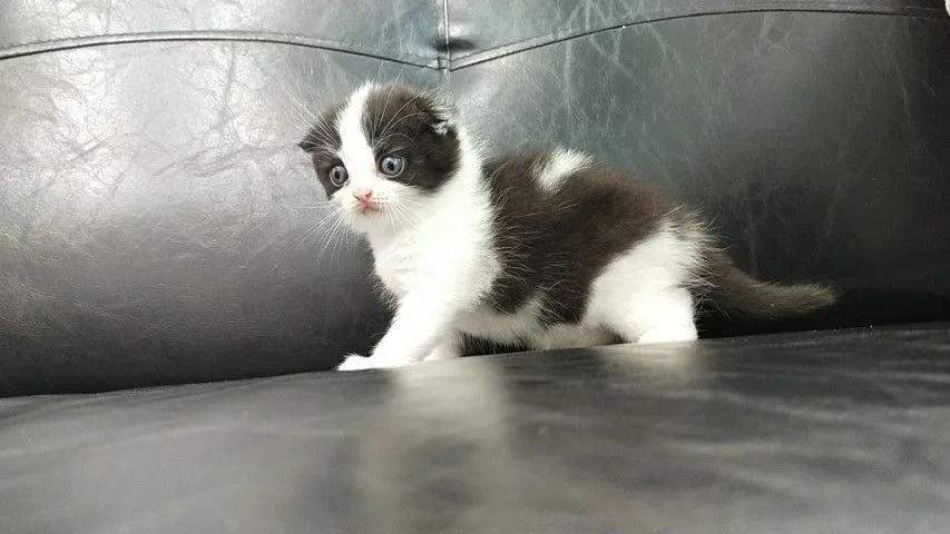 แมว scottish fold