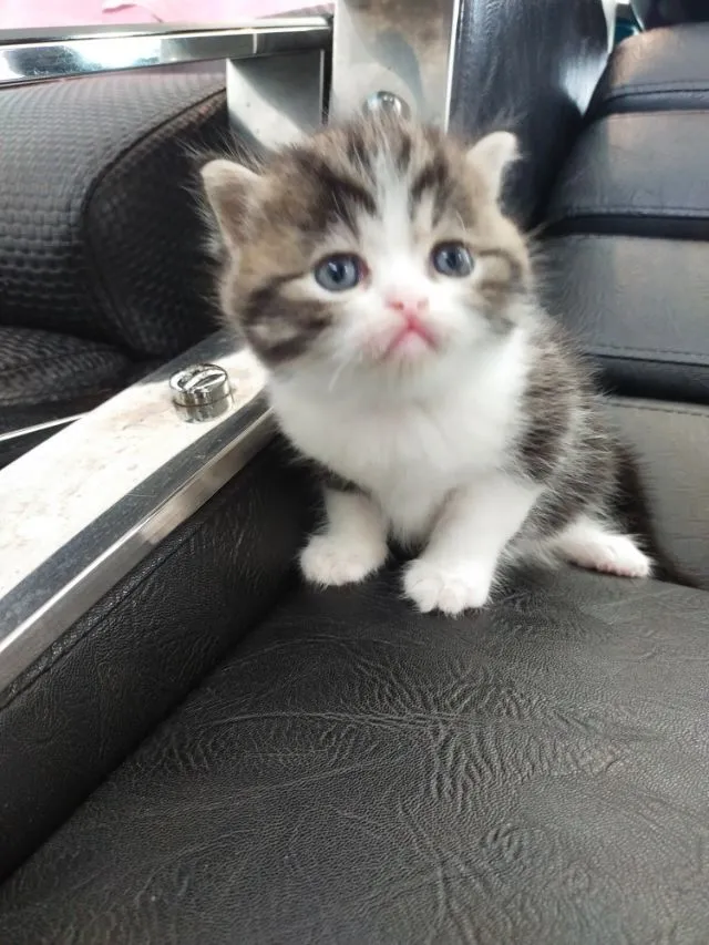 แมว scottish fold