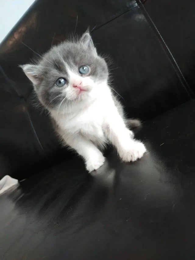 แมว scottish fold