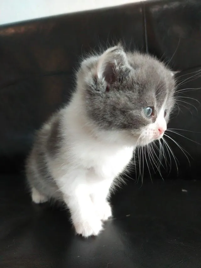 แมว scottish fold