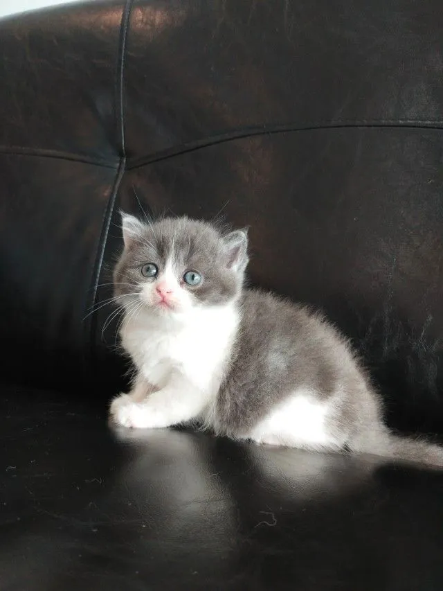 แมว scottish fold