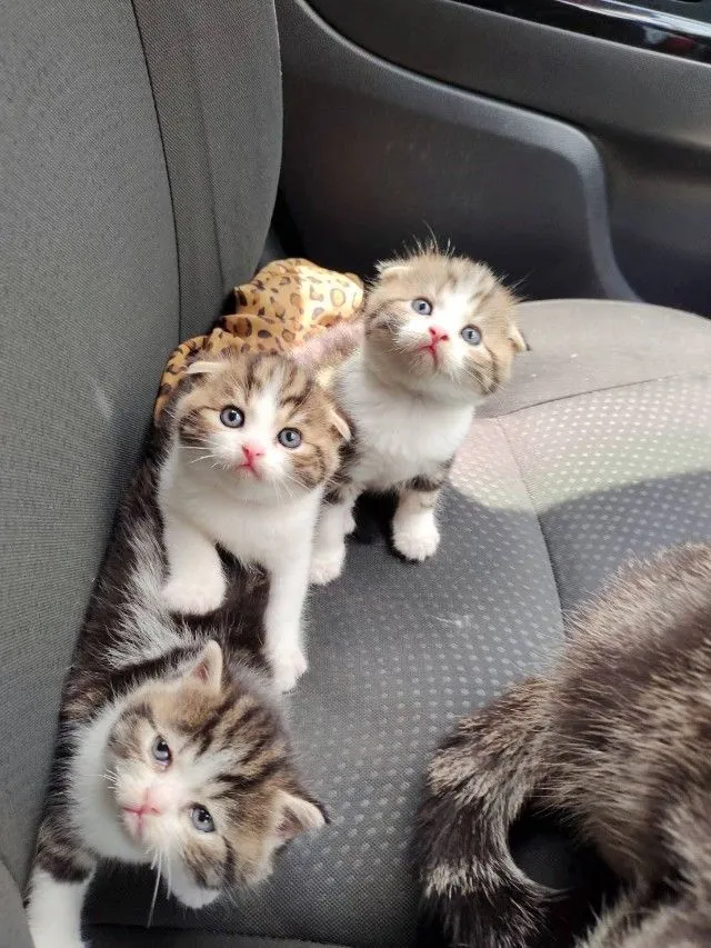แมว scottish fold