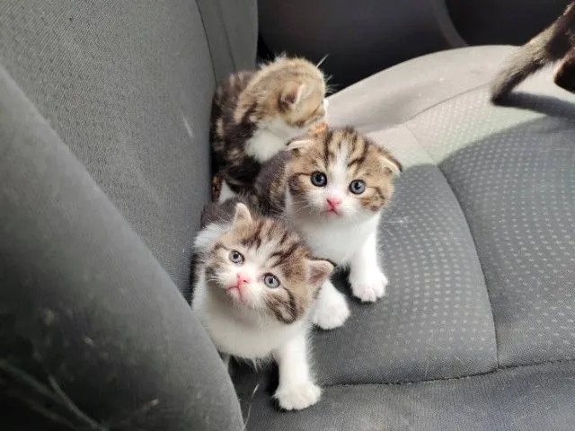 แมว scottish fold