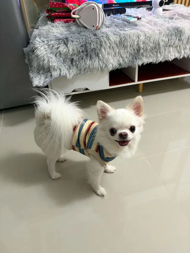 สุนัขพันธุ์ชิวาว่าเพศชาย