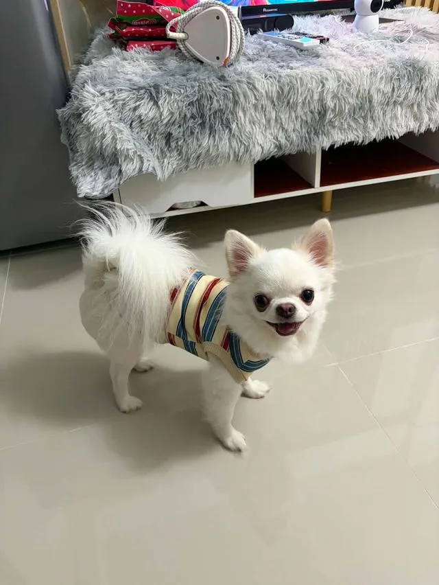 สุนัขพันธุ์ชิวาว่าเพศชาย