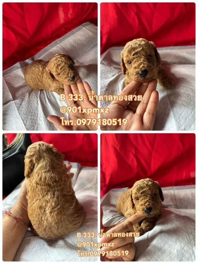 ชายล้วน พุดเดิ้ลทอย ขนแน่น ขาสั้น เกรดพรีเมียม poodletoy tcup