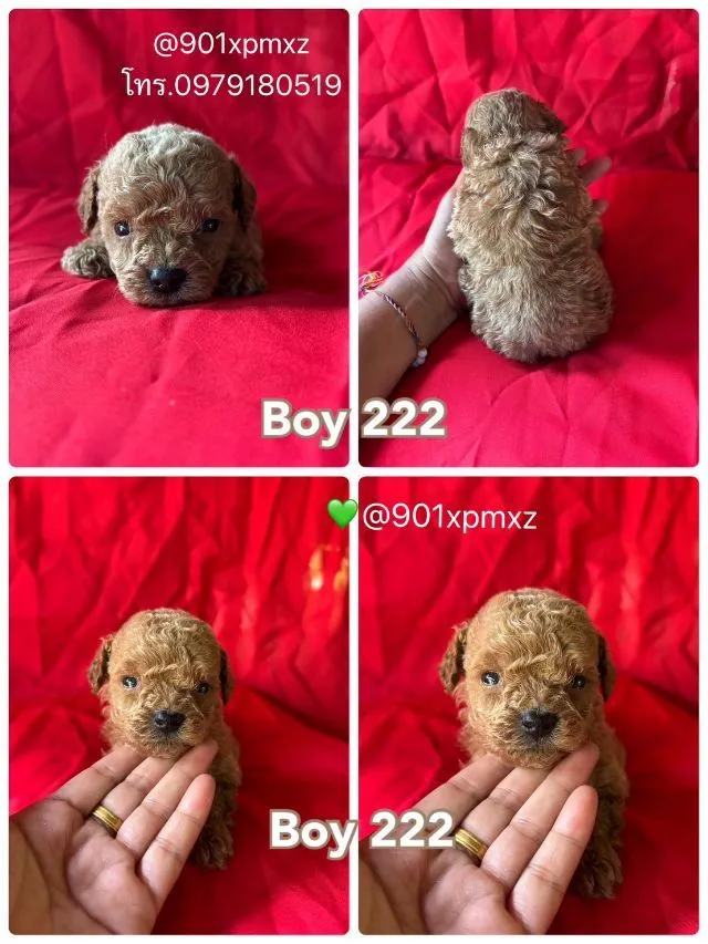 ชายล้วน พุดเดิ้ลทอย ขนแน่น ขาสั้น เกรดพรีเมียม poodletoy tcup