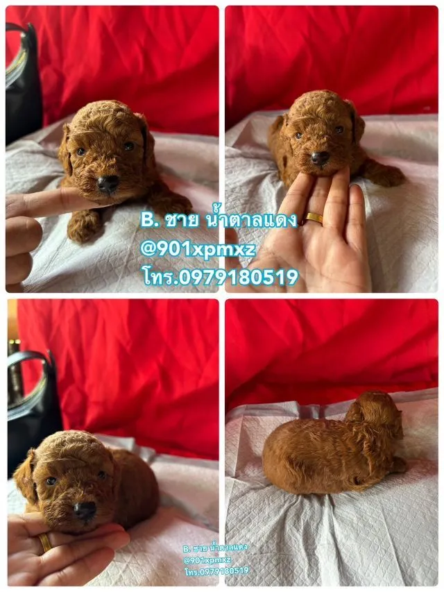 ชายล้วน พุดเดิ้ลทอย ขนแน่น ขาสั้น เกรดพรีเมียม poodletoy tcup