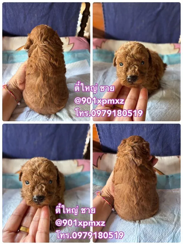 ชายล้วน พุดเดิ้ลทอย ขนแน่น ขาสั้น เกรดพรีเมียม poodletoy tcup